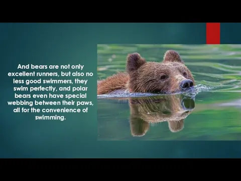 And bears are not only excellent runners, but also no less good