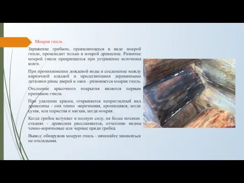 Мокрая гниль Заражение грибком, проявляющееся в виде мокрой гнили, происходит только в