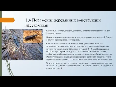 1.4 Поражение деревянных конструкций насекомыми Насекомых, повреждающих древесину, обычно подразделяют на две