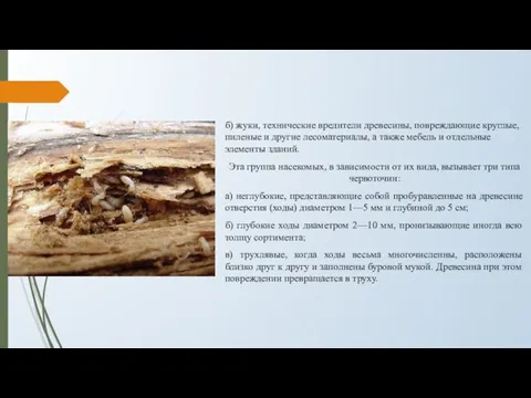 б) жуки, технические вредители древесины, повреждающие круглые, пиленые и другие лесоматериалы, а