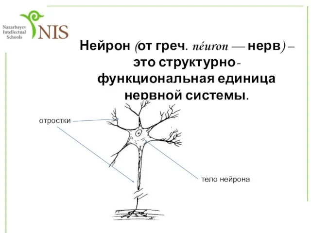 Нейрон (от греч. néuron — нерв) – это структурно-функциональная единица нервной системы. тело нейрона отростки