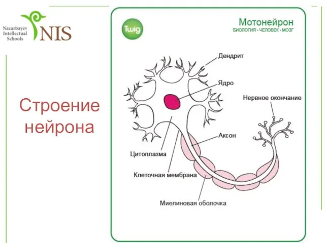 Строение нейрона