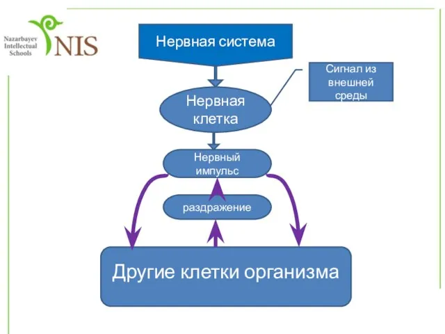 Другие клетки организма Нервная система Нервная клетка Сигнал из внешней среды раздражение Нервный импульс