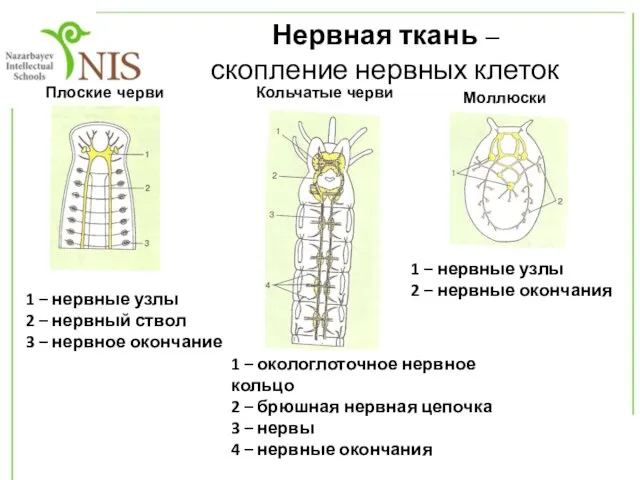 Нервная ткань – скопление нервных клеток Плоские черви Кольчатые черви Моллюски 1