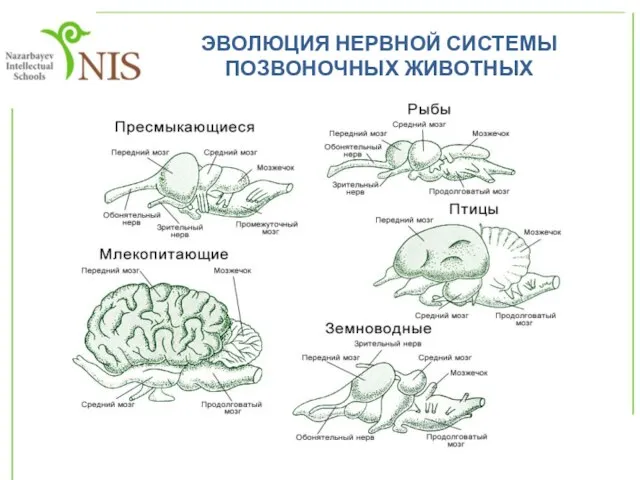 ЭВОЛЮЦИЯ НЕРВНОЙ СИСТЕМЫ ПОЗВОНОЧНЫХ ЖИВОТНЫХ