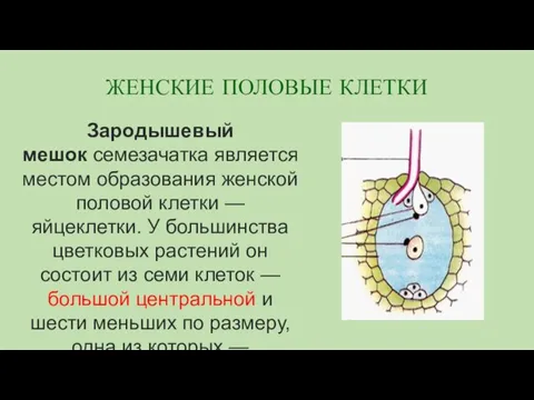 Зародышевый мешок семезачатка является местом образования женской половой клетки — яйцеклетки. У