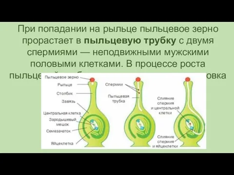 При попадании на рыльце пыльцевое зерно прорастает в пыльцевую трубку с двумя