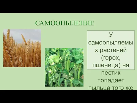 САМООПЫЛЕНИЕ У самоопыляемых растений (горох, пшеница) на пестик попадает пыльца того же цветка.