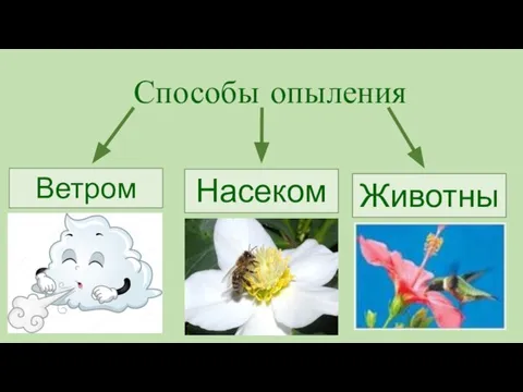 Способы опыления Ветром Насекомыми Животными