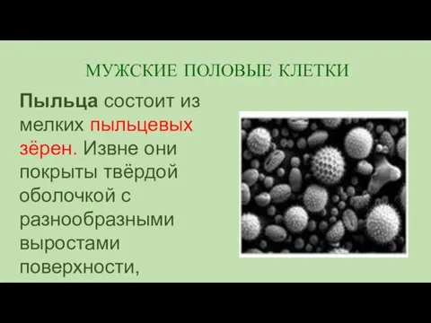 Пыльца состоит из мелких пыльцевых зёрен. Извне они покрыты твёрдой оболочкой с