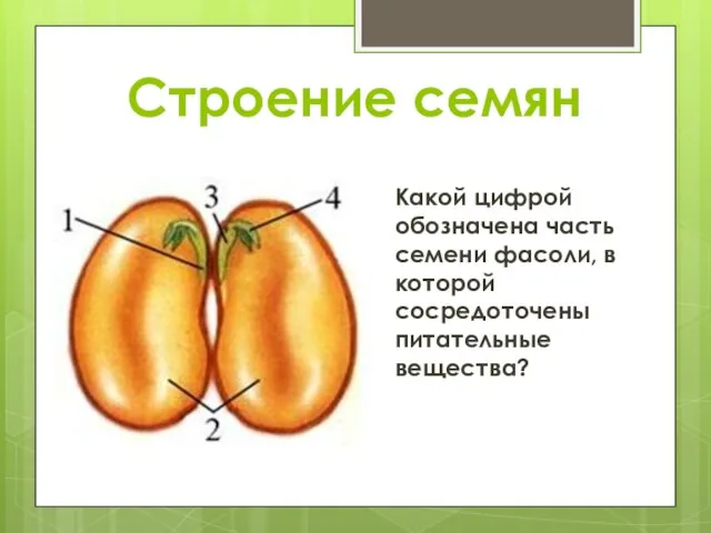 Строение семян Какой цифрой обозначена часть семени фасоли, в которой сосредоточены питательные вещества?
