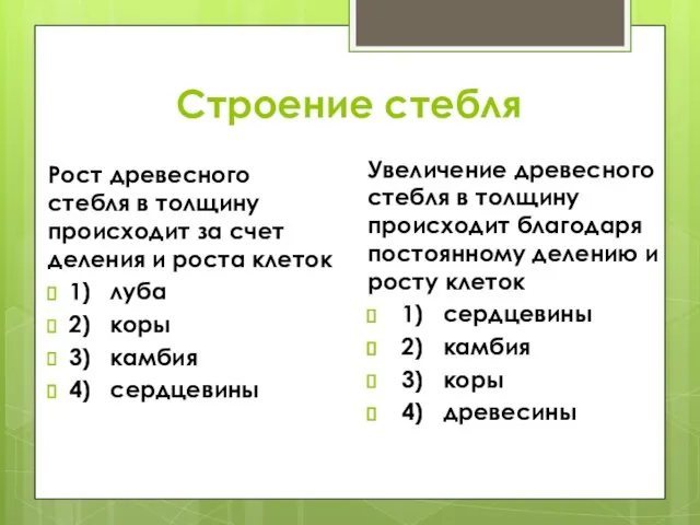 Строение стебля Рост древесного стебля в толщину происходит за счет деления и