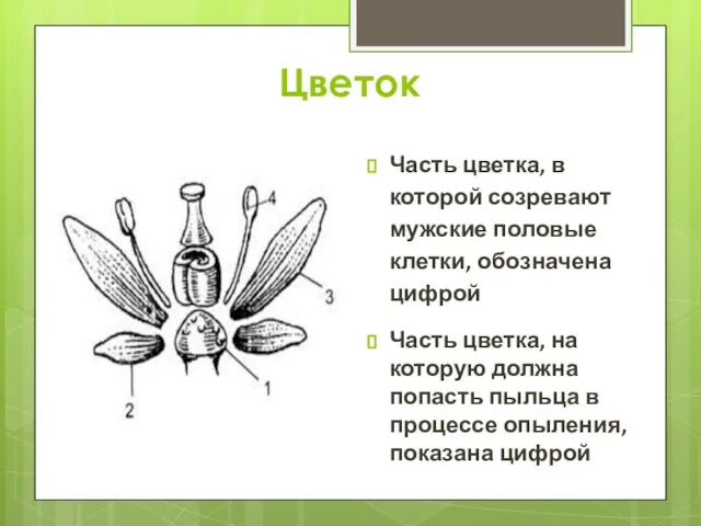 Цветок Часть цветка, в которой созревают мужские половые клетки, обозначена цифрой Часть