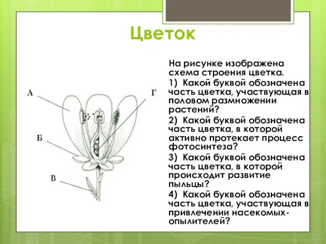 Цветок На рисунке изображена схема строения цветка. 1) Какой буквой обозначена часть