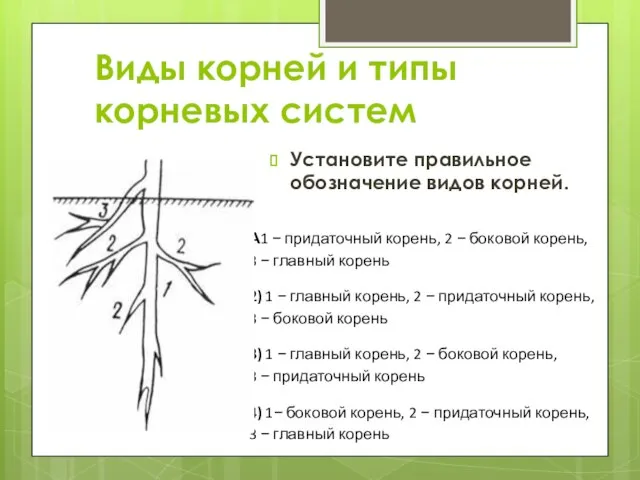 Установите правильное обозначение видов корней. Виды корней и типы корневых систем
