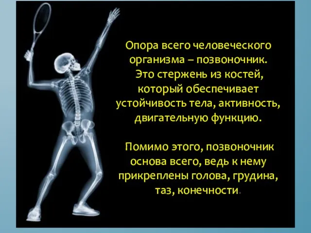 Опора всего человеческого организма – позвоночник. Это стержень из костей, который обеспечивает