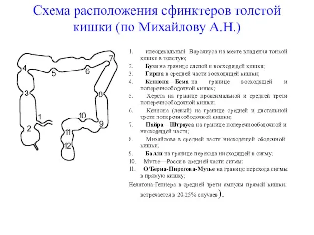 Схема расположения сфинктеров толстой кишки (по Михайлову А.Н.) 1. илеоцекальный Варолиуса на