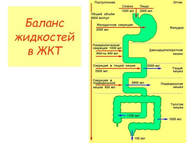 Баланс жидкостей в ЖКТ