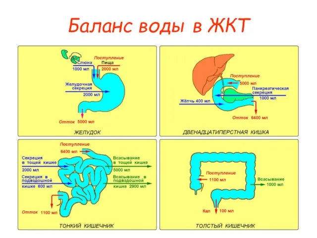 Баланс воды в ЖКТ