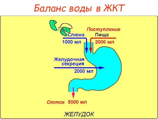 Баланс воды в ЖКТ