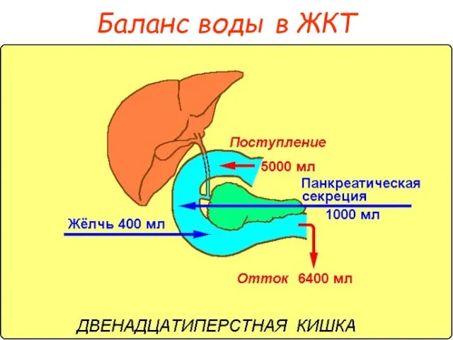 Баланс воды в ЖКТ