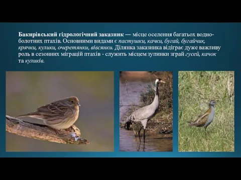 Бакирівський гідрологічний заказник — мiсце оселення багатьох водно-болотних птахiв. Основними видами є