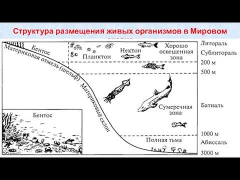 Структура размещения живых организмов в Мировом океане