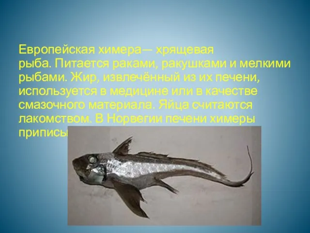 Европейская химера— хрящевая рыба. Питается раками, ракушками и мелкими рыбами. Жир, извлечённый