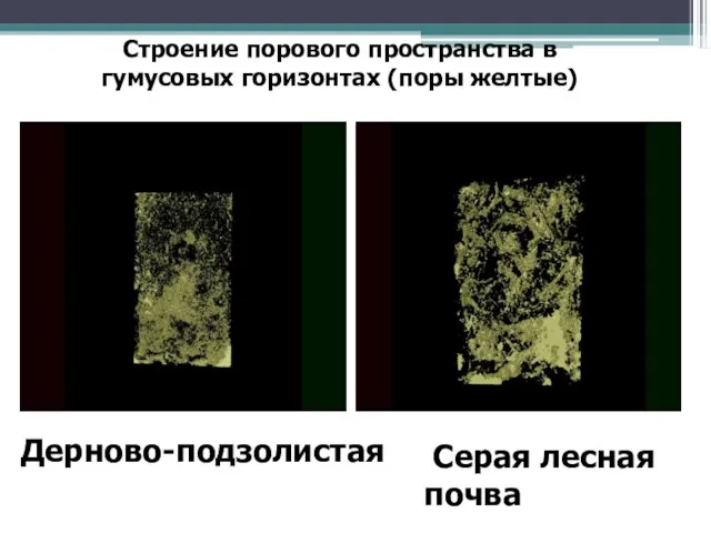 Серая лесная почва Строение порового пространства в гумусовых горизонтах (поры желтые) Дерново-подзолистая