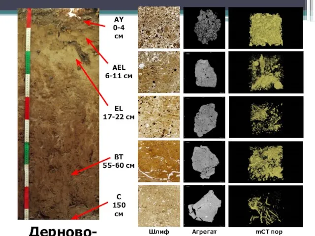 Дерново-подзолистая почва С 150 см AY 0-4 см AEL 6-11 см EL