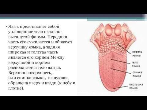 Язык представляет собой уплощенное тело овально-вытянутой формы. Передняя часть его суживается и