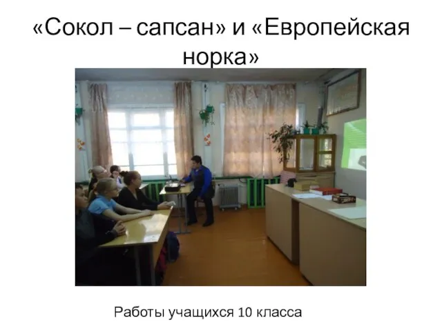 «Сокол – сапсан» и «Европейская норка» Работы учащихся 10 класса