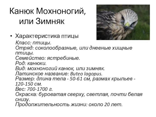 Канюк Мохноногий, или Зимняк Характеристика птицы Класс: птицы. Отряд: соколообразные, или дневные