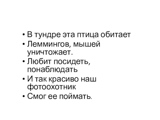 В тундре эта птица обитает Леммингов, мышей уничтожает. Любит посидеть, понаблюдать И