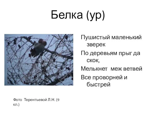 Белка (ур) Пушистый маленький зверек По деревьям прыг да скок, Мелькнет меж