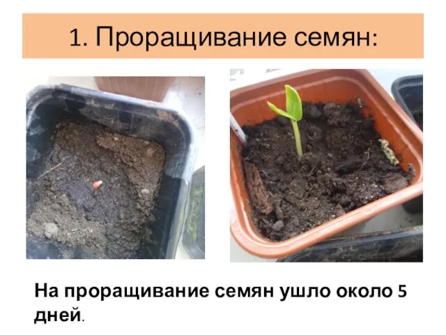 1. Проращивание семян: На проращивание семян ушло около 5 дней.