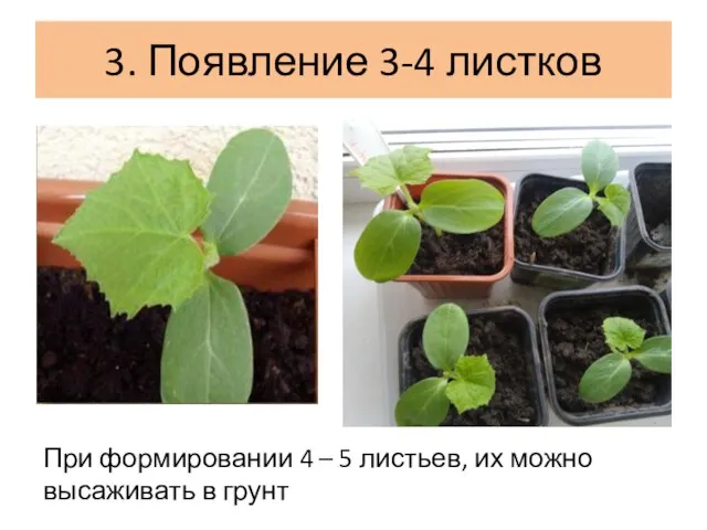 3. Появление 3-4 листков При формировании 4 – 5 листьев, их можно высаживать в грунт