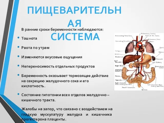 В ранние сроки беременности наблюдаются: Тошнота Рвота по утрам Изменяются вкусовые ощущения