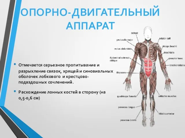 Отмечается серьезное пропитывание и разрыхление связок, хрящей и синовиальных оболочек лобкового и