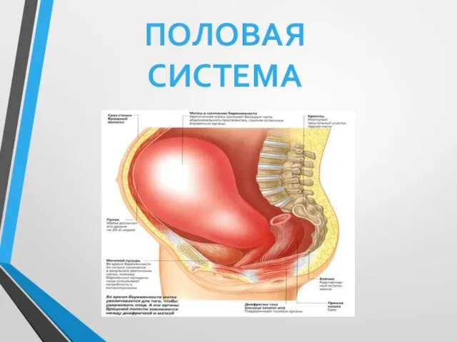 Во время беременности наиболее выраженные изменения происходят в половой системе и особенно