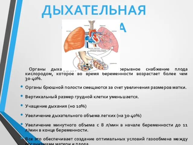 Органы дыхания обеспечивают непрерывное снабжение плода кислородом, которое во время беременности возрастает