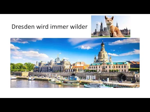 Dresden wird immer wilder