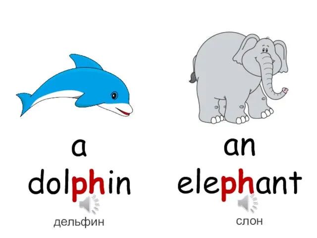 a dolphin an elephant