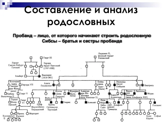 Составление и анализ родословных Пробанд – лицо, от которого начинают строить родословную