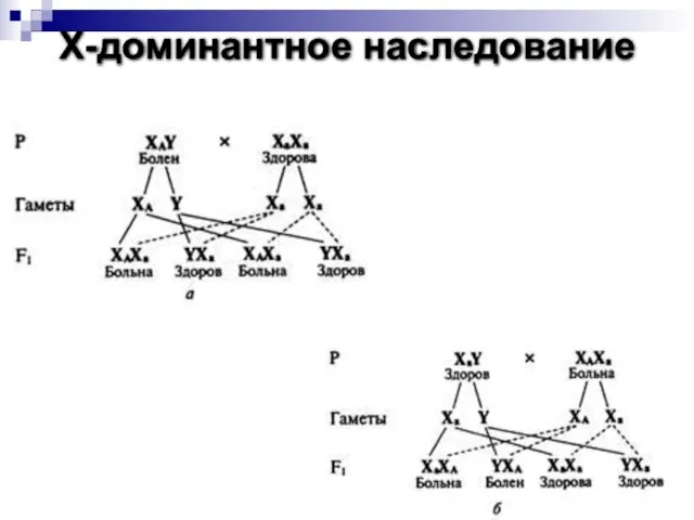 Х-доминантное наследование