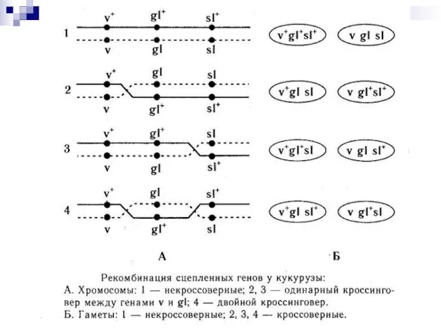 текст