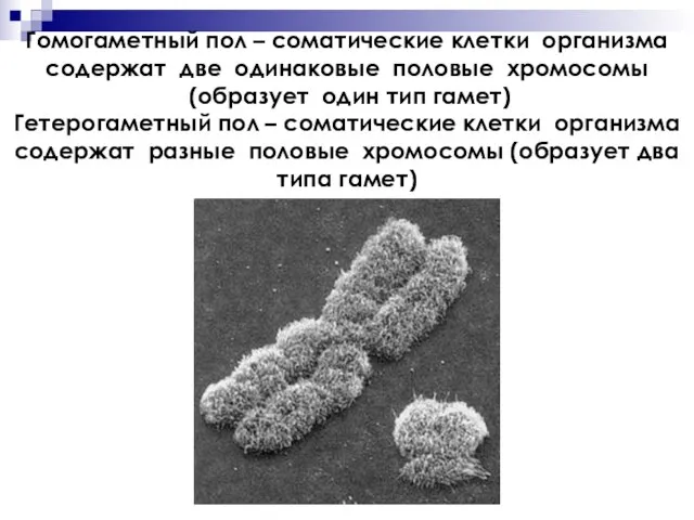 Гомогаметный пол – соматические клетки организма содержат две одинаковые половые хромосомы (образует