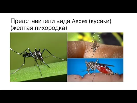 Представители вида Aedes (кусаки) (желтая лихородка)