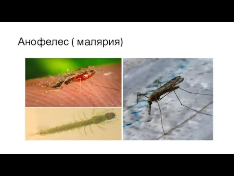 Анофелес ( малярия)