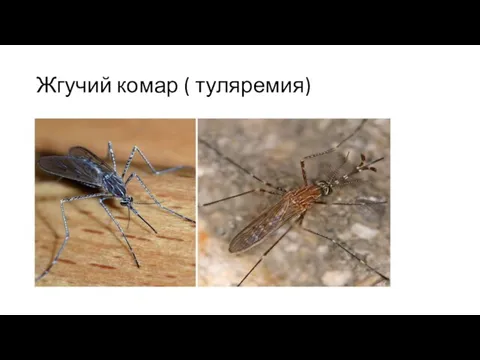 Жгучий комар ( туляремия)